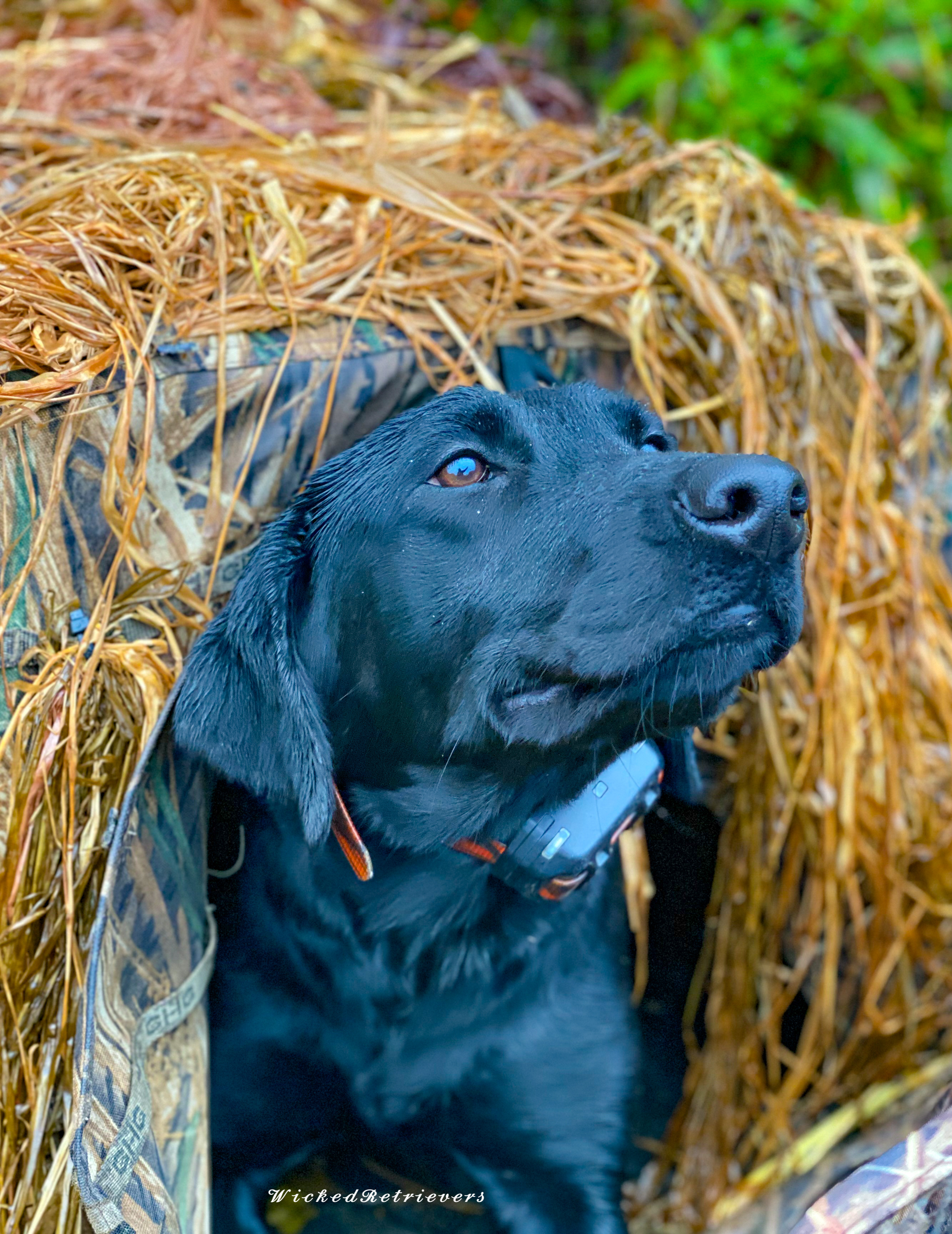 Wicked’s Black Magic Woman SH | Black Labrador Retriver