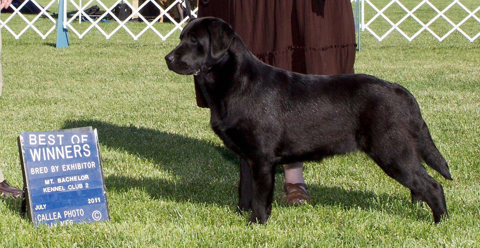 Int. Ch Westlane's Sin City Showgirl DN | Black Labrador Retriver