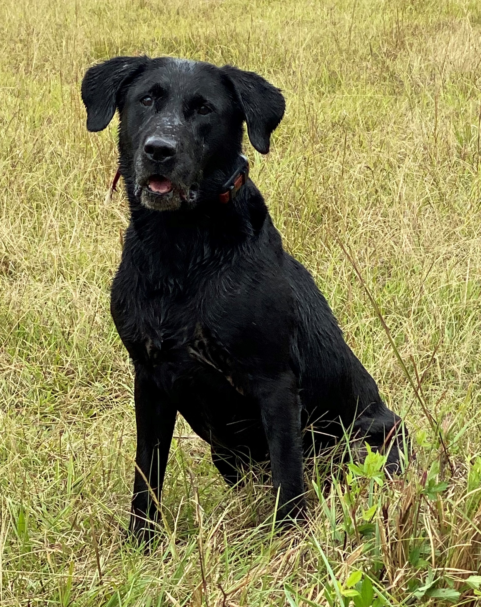 Rangers Turbo Diesel HRCH | Black Labrador Retriver