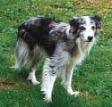 Sadghyl Cairn ISDS 169884 | Border Collie 