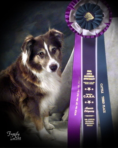 Bar LW Miss Red Spur | Australian Shepherd 