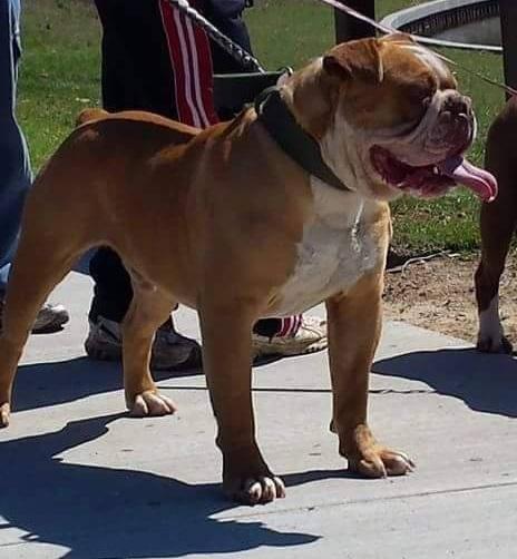 XSB's Yogi | Olde English Bulldogge 