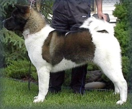 Carousel's The Thunder Rolls | Akita 