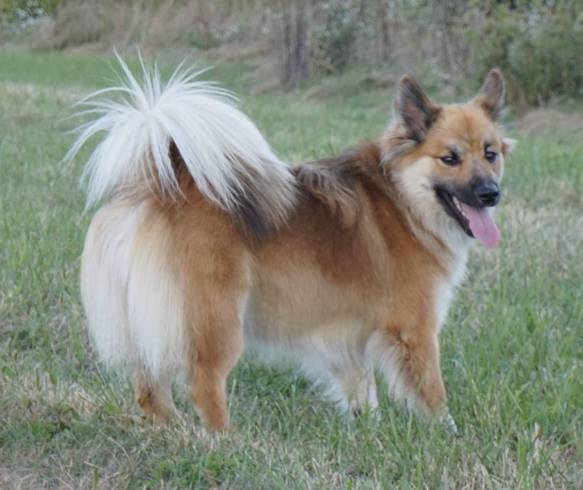 Tri-Star Rain Drop | Icelandic Sheepdog 