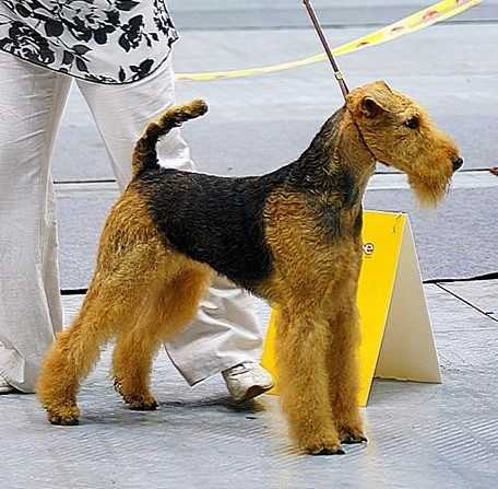 Kiriland Darling Honey Sweet | Airedale Terrier 