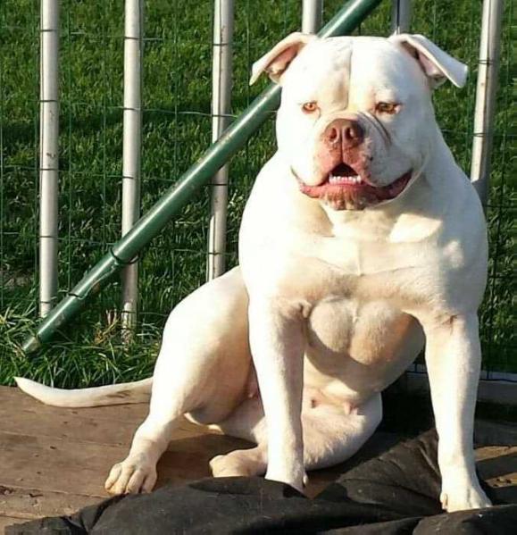 Lionesses Murmillo of Thunderbolt bulls | American Bulldog 