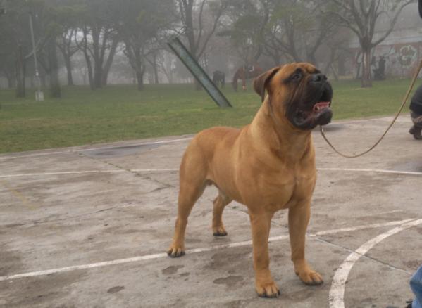 Machotres Aguilazenit | Bullmastiff 