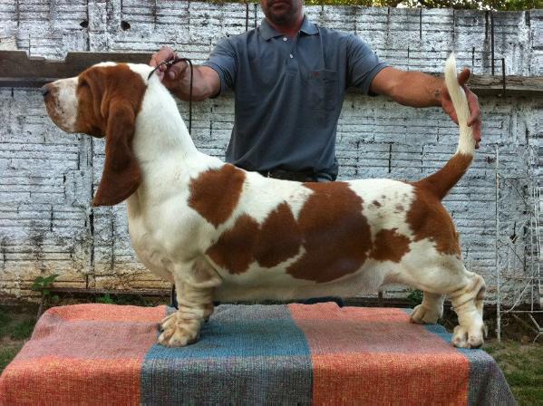 Fleur van hollandheim | Basset Hound 