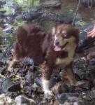 T-Jag's Star Chase At Riverruns | Australian Shepherd 