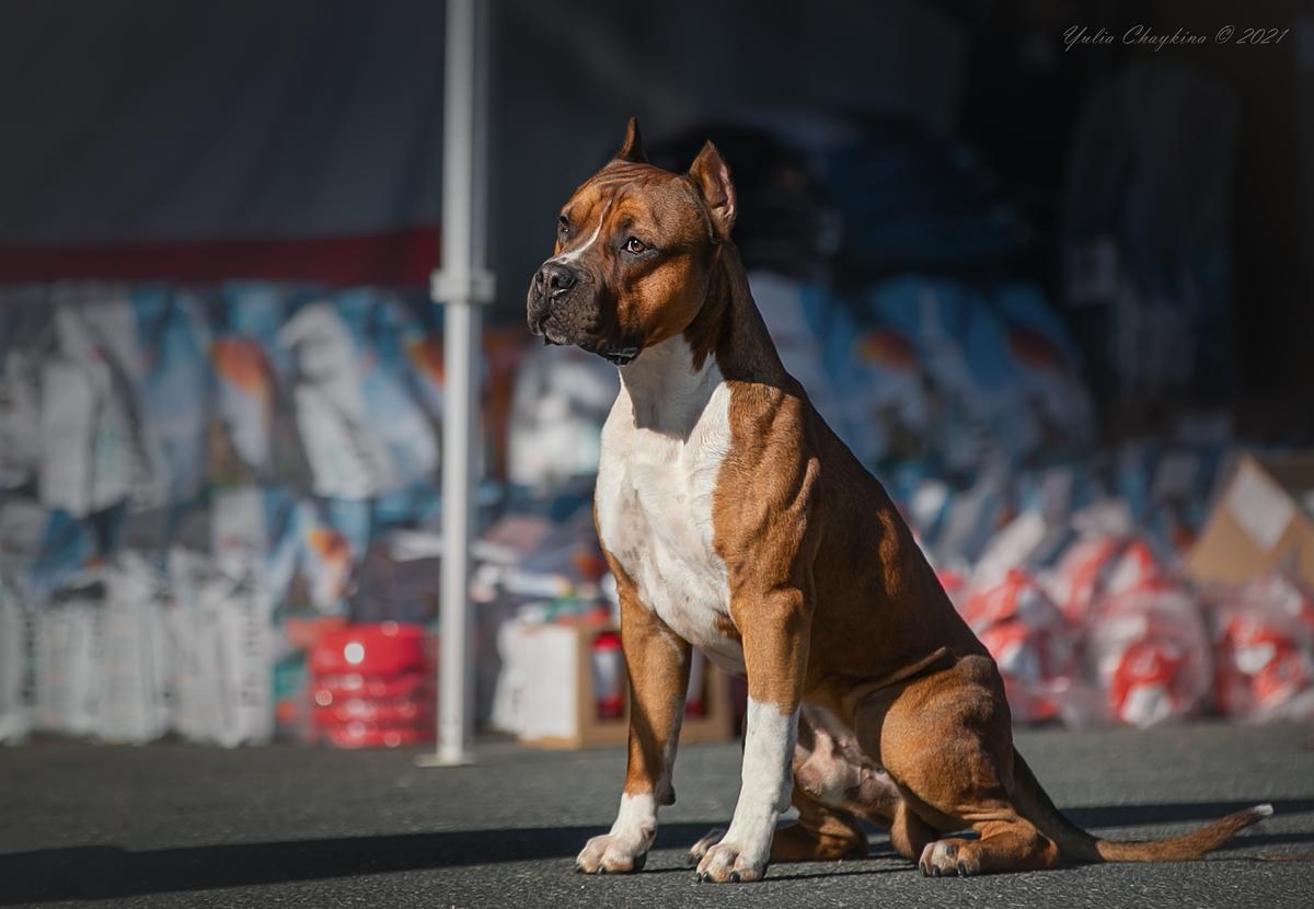 JUTTA ELUS JEAN PAUL BREEZE | American Staffordshire Terrier 
