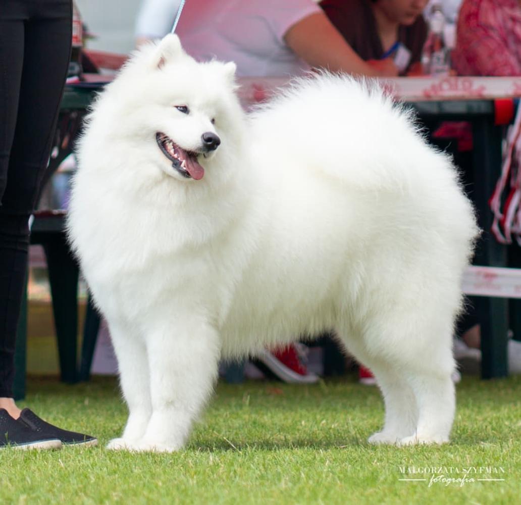 BEAUTIFUL PRINCESS OF KUBUS Northern Fluff | Samoyed 