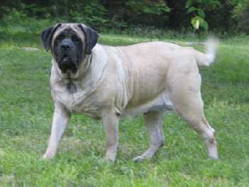 Sylvan Georgia Girl of Graham | Mastiff 