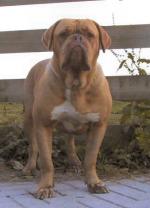 Chene De Legeane | Dogue de Bordeaux 