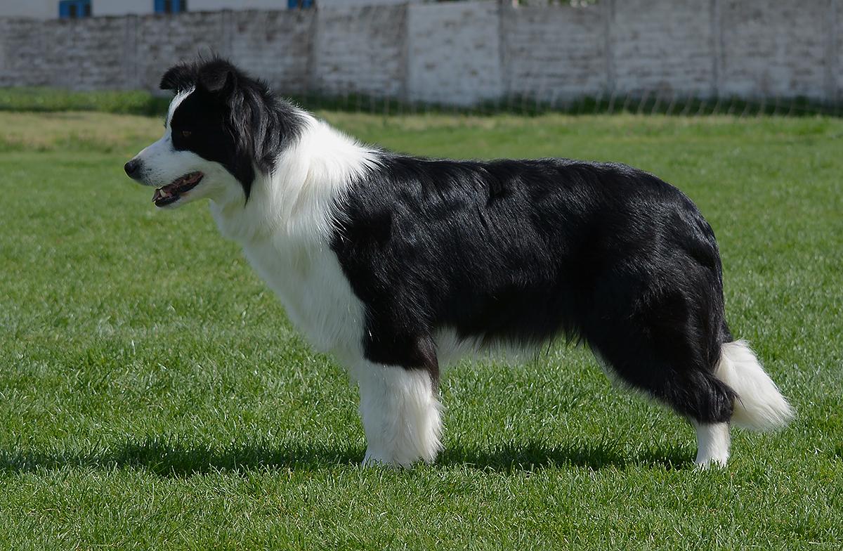 Charming Witch of Bordertreowe | Border Collie 