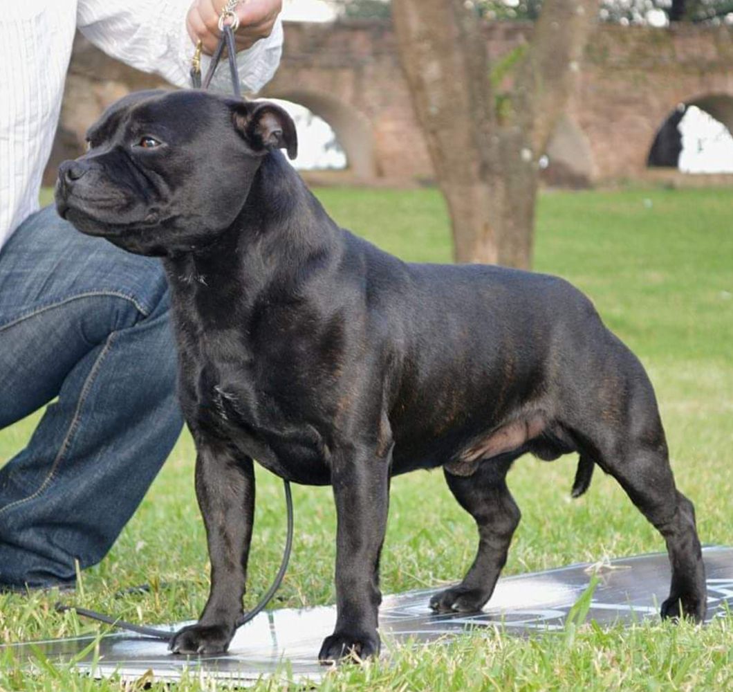 DANTE DE CHARME MARCHANT | Staffordshire Bull Terrier 