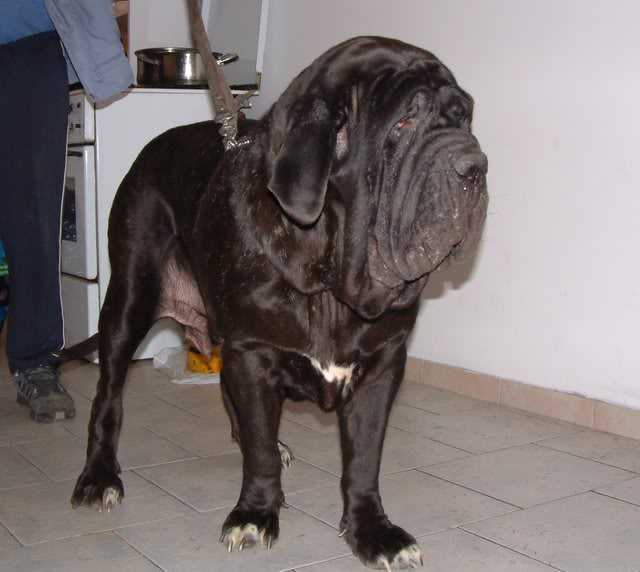 FEBLA GLOVER | Neapolitan Mastiff 