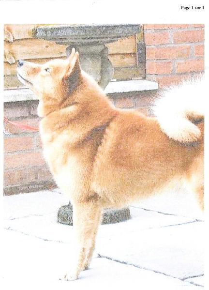 Sukunimi SVEN | Finnish Spitz 