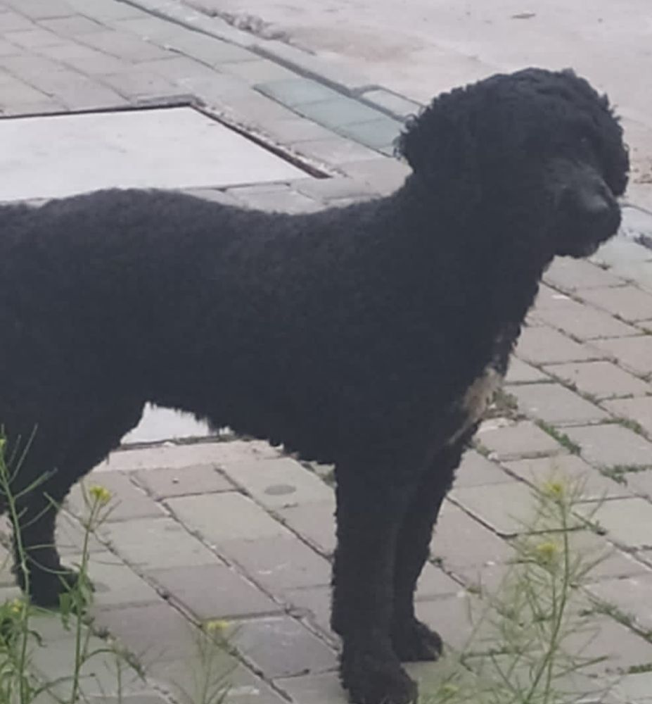 BOMBA DE LA VILLA DEL TORCAL | Spanish Water Dog 