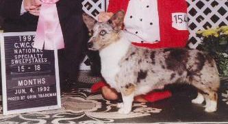 Davenitch Coedwig's Blueviolet | Cardigan Welsh Corgi 