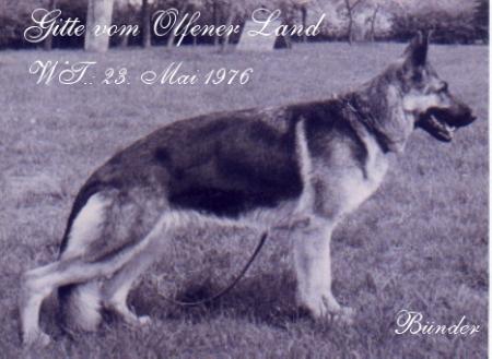 Gitte vom Olfener Land | German Shepherd Dog 