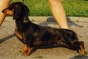 RENESSANS ZITA | Dachshund 