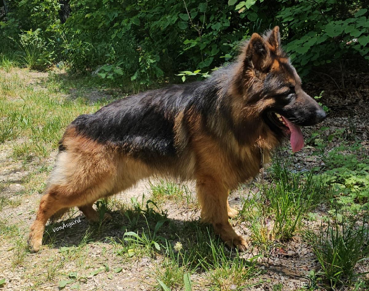 Coll Luinas Aeternam | German Shepherd Dog 