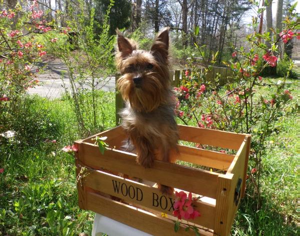 The Royal Carolina Rose Coleman of Love | Yorkshire Terrier 