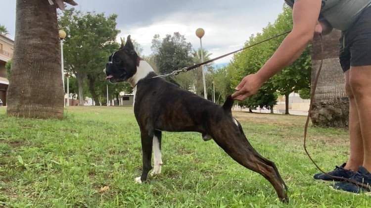 Almadinaks vinchitore | Boxer 