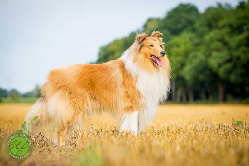 Immortal Lady's Newbarry Barry | Rough Collie 