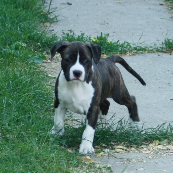 Crazy Crys Lucullus Imperial | American Staffordshire Terrier 