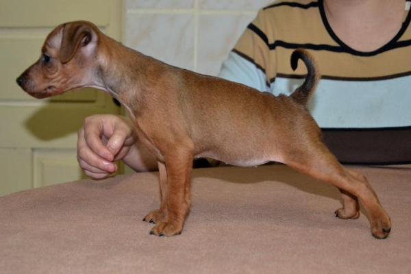 Chocolate cerry of transylvanian legend | Miniature Pinscher 