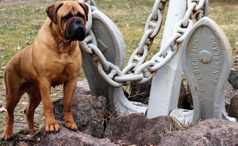 Vegrenan's Lady Gwenivere | Bullmastiff 