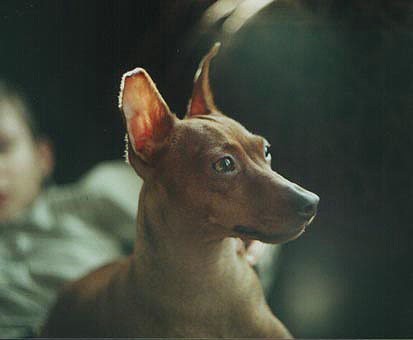 Lord-Max Alisa | Miniature Pinscher 