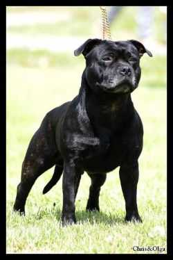 CARBONARASTAFF CONSTANTIN DIABHAL | Staffordshire Bull Terrier 