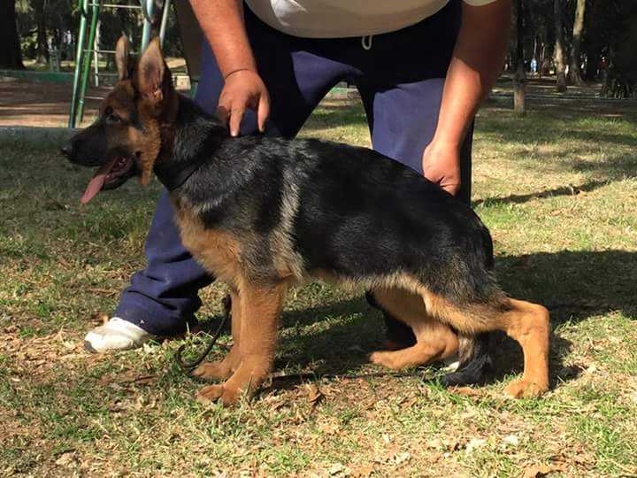 Cool vom BauDel | German Shepherd Dog 