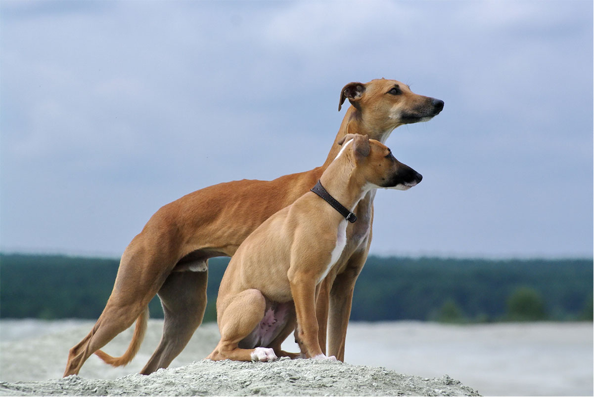 Whippet
