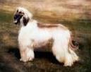 Dureigh's Golden Harvest | Afghan Hound 