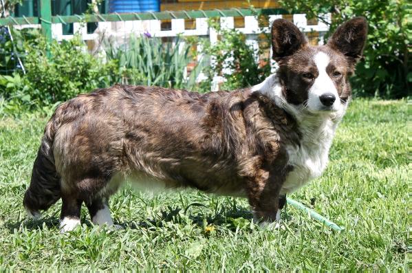 Cardiganium Venoza Virlacey | Cardigan Welsh Corgi 