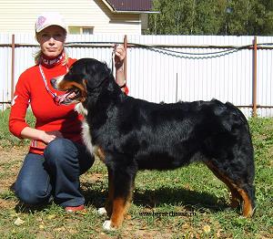 Val Deya Freya iz Bolshogo Doma | Bernese Mountain Dog 