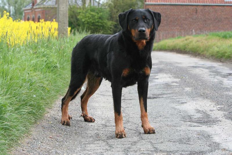 Galik du Diable de Morval | Beauceron 