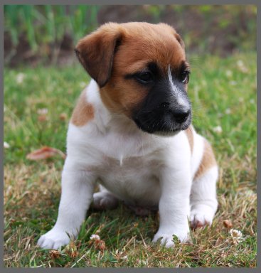 Scarlett Bevy JR Sun Rival | Jack Russell Terrier 