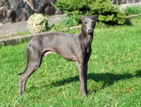 GENNARO PUSTYNNY WIATR | Italian Greyhound 