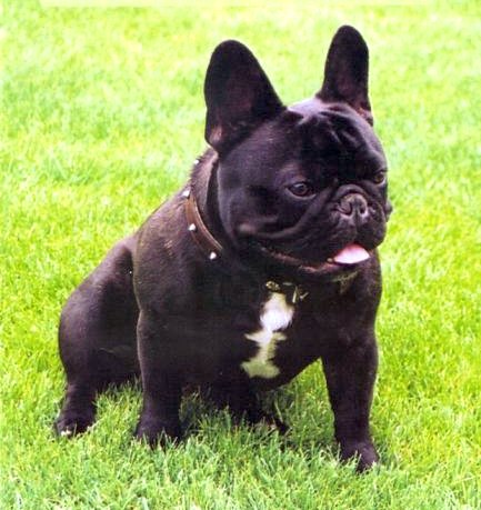 OLIVER HAWORTIA | French Bulldog 