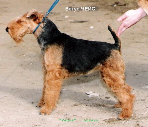 Vegus Cheis | Welsh Terrier 