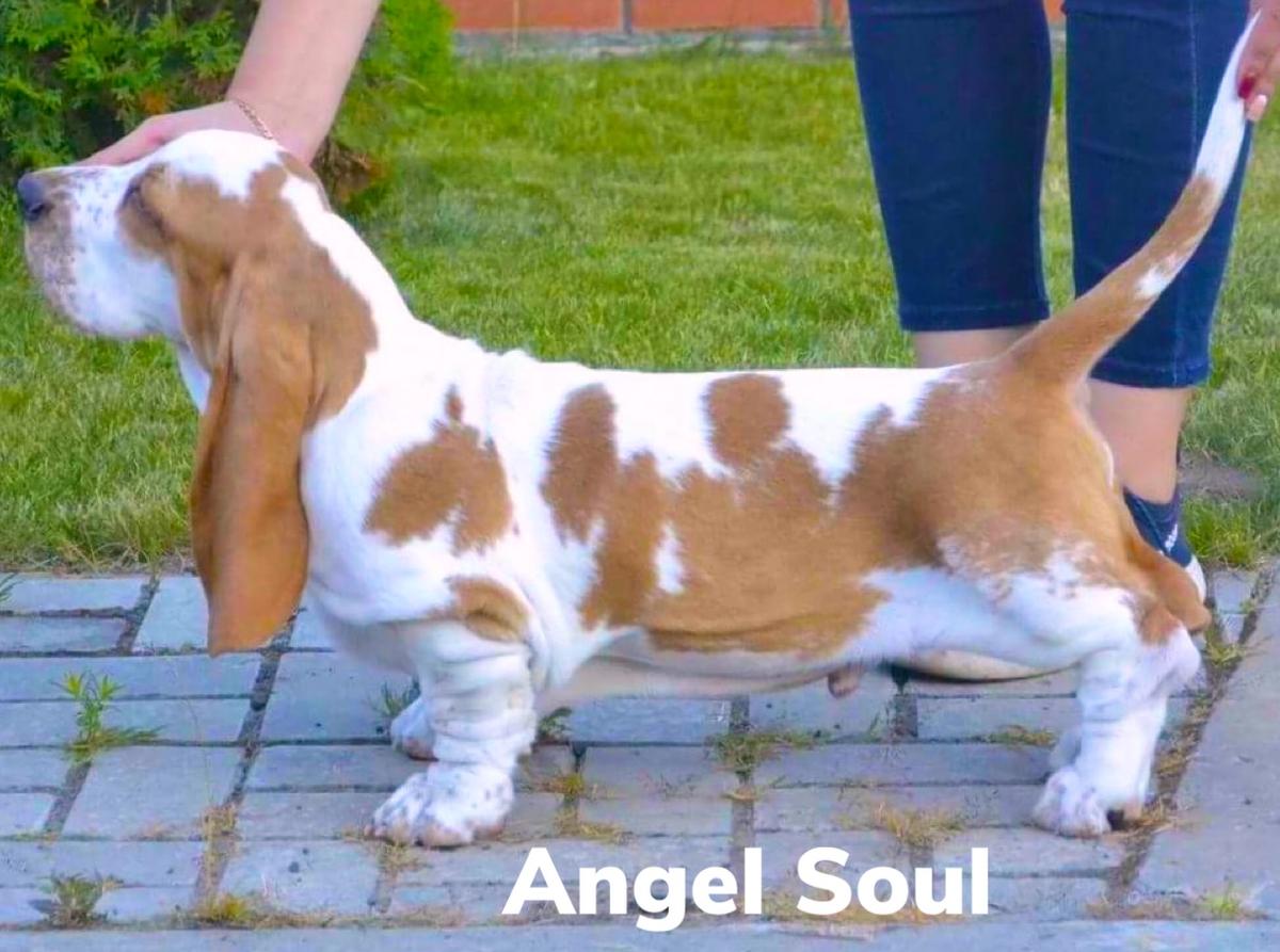 Zhenavi Angel Soul | Basset Hound 