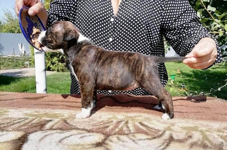 Unigo N.E.V. Patrisia | American Staffordshire Terrier 