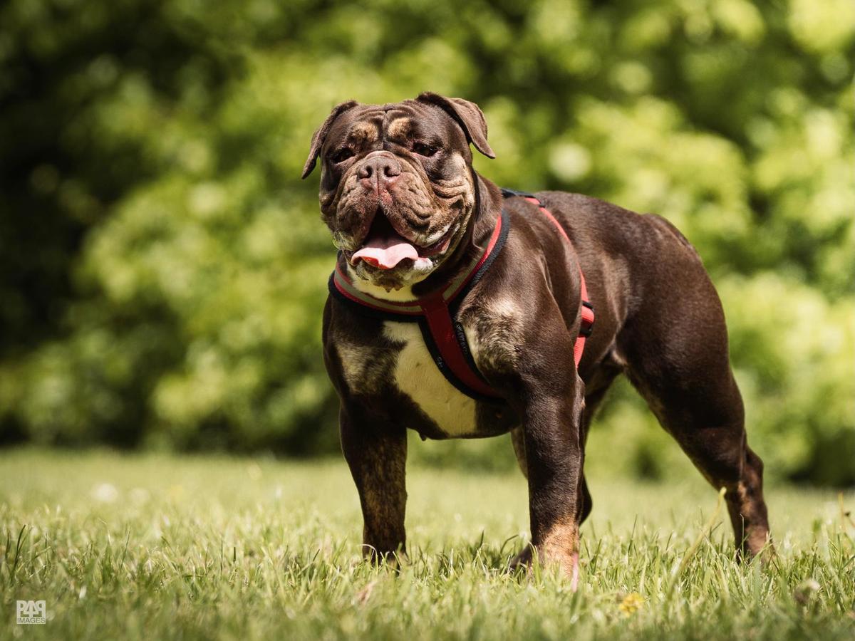 Bella Blues Bulldogs Lioness@SFB | Olde English Bulldogge 