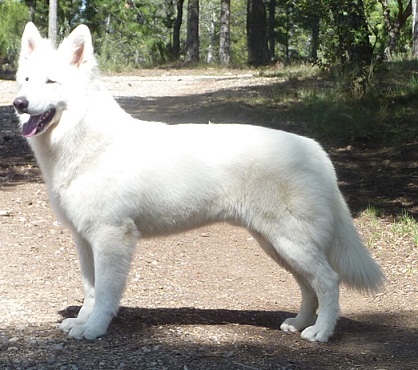 Fudge of trebons berger blanc | White Swiss Shepherd Dog 