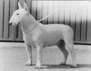 Yoeckydoes Voila | Bull Terrier 