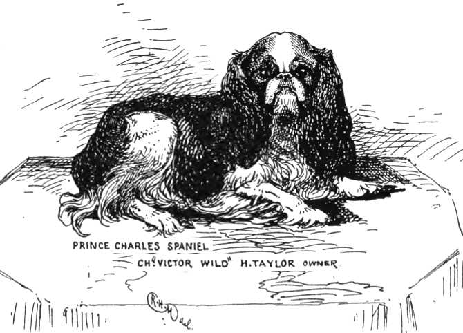 Victor Wild [H. Taylor's] | Cavalier King Charles Spaniel 